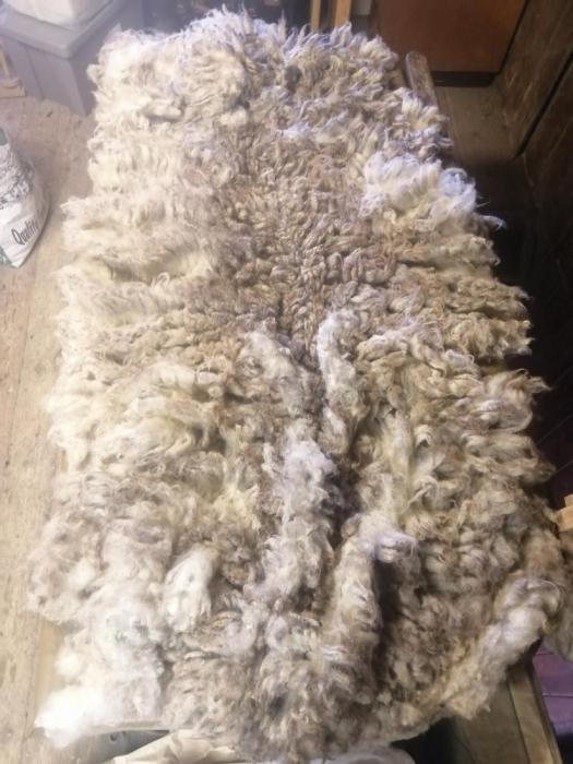 2020 Shetland Shearling Fleece