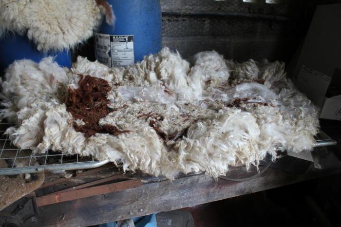 2020 Huacaya Shearling Alpaca Fleece from Trillian