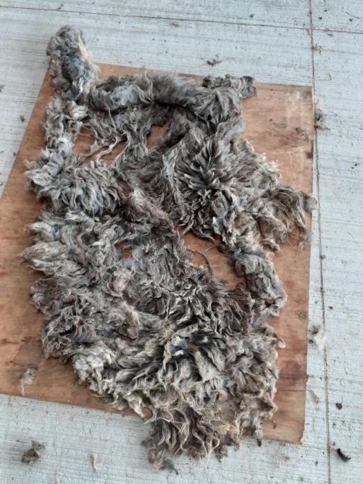 2020 North Ronaldsay Shearling Fleece