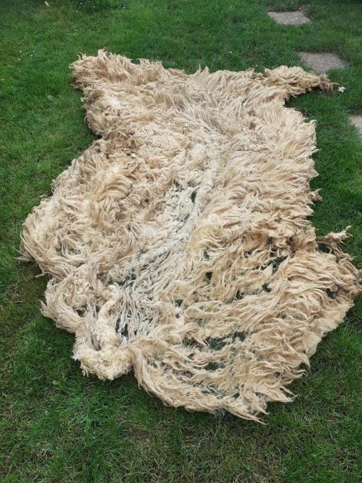 2020 Hebridean &times; Bluefaced Leicester Shearling Fleece