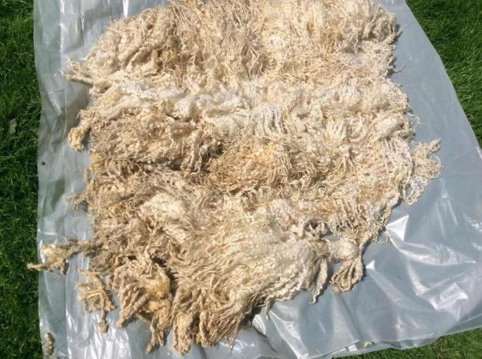 2019 Teeswater Fleece from Dilys