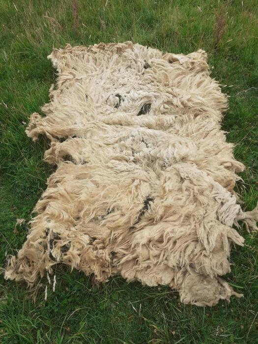 2020 Hebridean  &times; Bluefaced Leicester Shearling Fleece