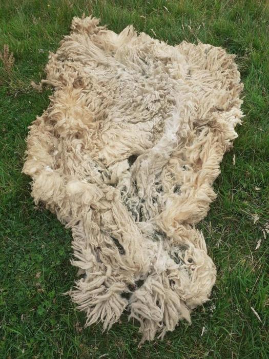 2020 Hebridean  &times; Bluefaced Leicester Shearling Fleece