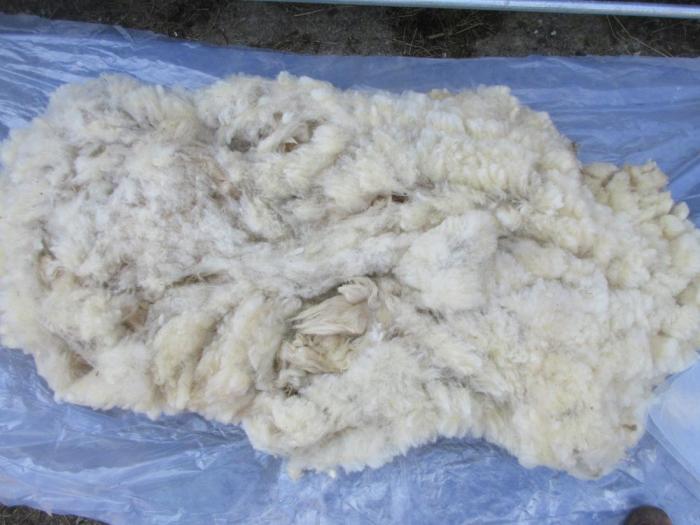 2020 Portland Shearling Fleece from Thomas
