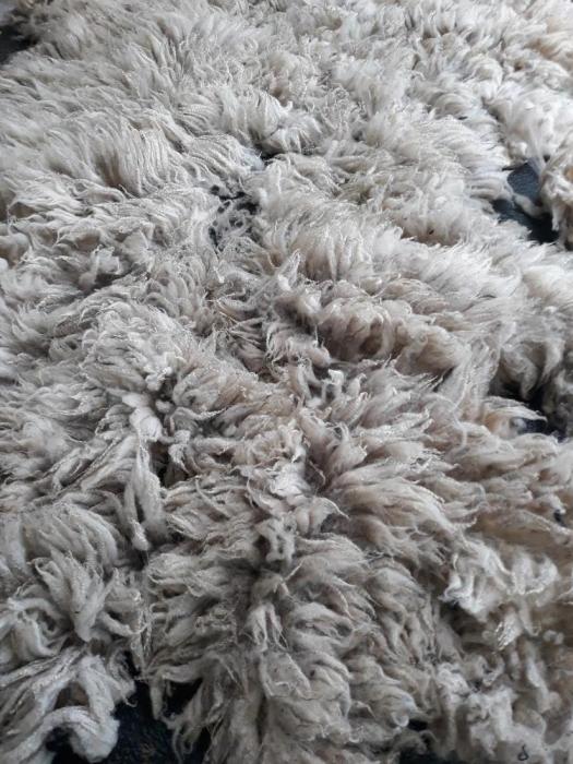 2020 Shetland Shearling Fleece from Piglet (her Of The Pink Nose!)
