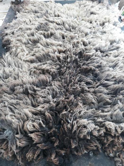 2020 Shetland Shearling Fleece from Mabel