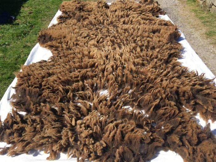 2020 Shetland Shearling Fleece from Ellie