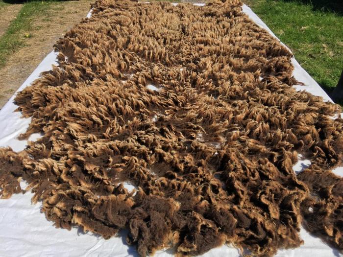2020 Shetland Shearling Fleece from Ena