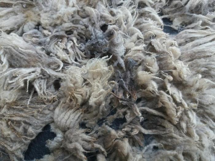 2020 Shetland Shearling Fleece from Figgis