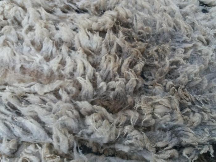 2020 Shetland Shearling Fleece from Cinnamon