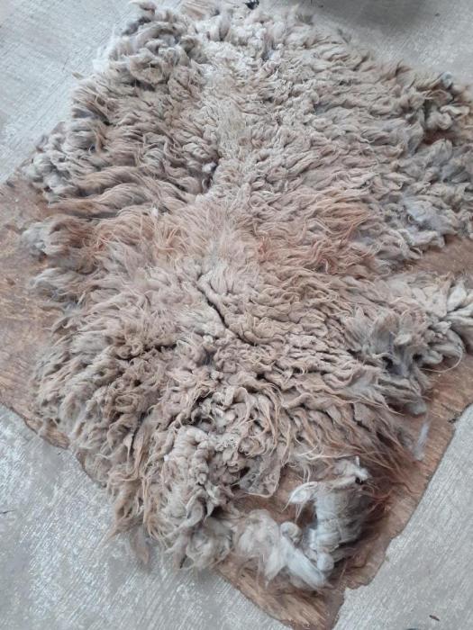 2021 North Ronaldsay Fleece from Exodus Island Yuglet