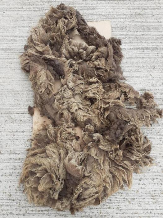 2021 North Ronaldsay Shearling Fleece from Exodus Island Norseman