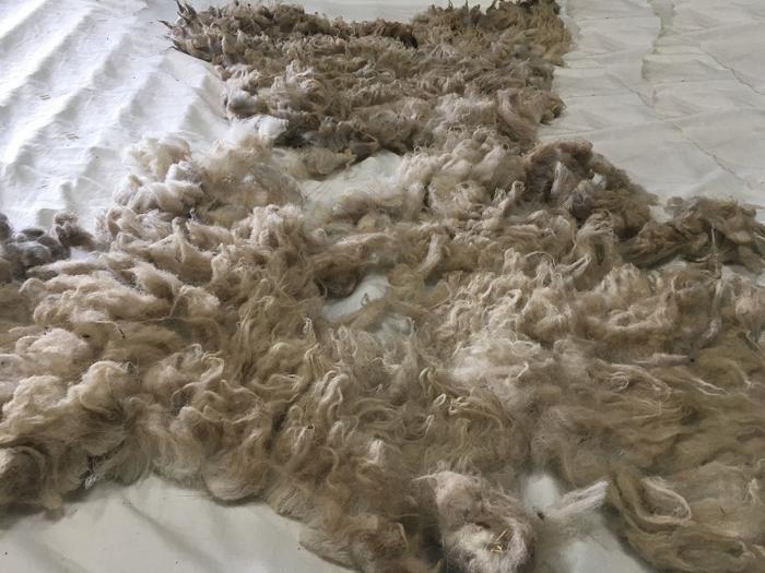 2020 Boreray Shearling Fleece