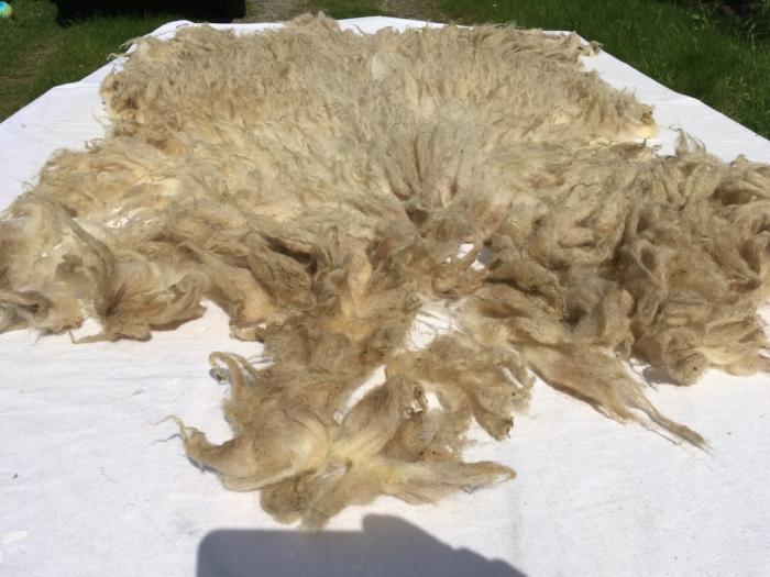 2021 Boreray Shearling Fleece
