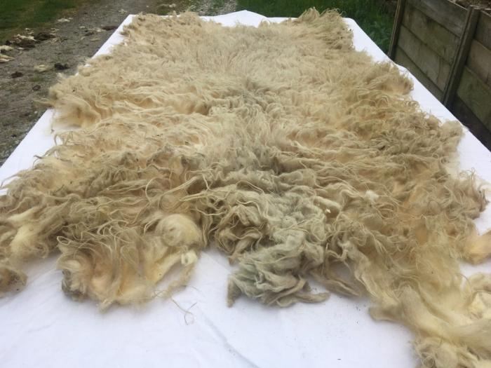 2021 North Ronaldsay  × Boreray Fleece from Flotsam