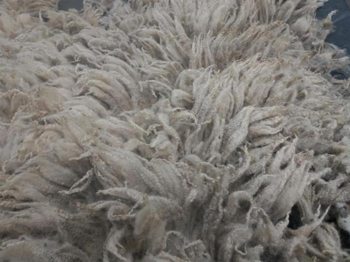 2021 Shetland Shearling Fleece from Little Figgis