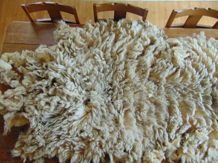 2021 Ryeland Shearling Fleece from Ayup