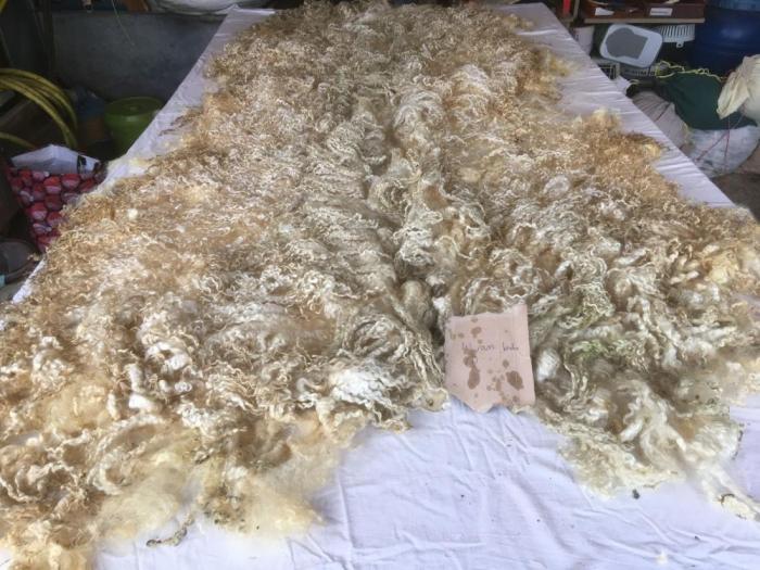 2021 Wensleydale Lamb's Fleece from Ram Lamb