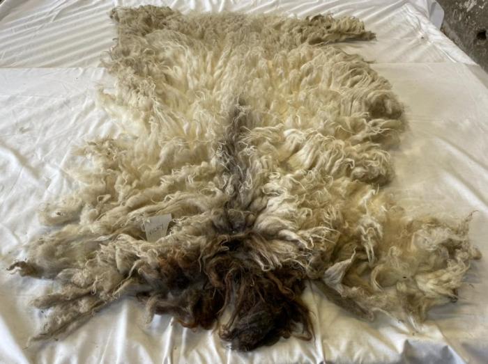 2022 Boreray Shearling Fleece from Vicky