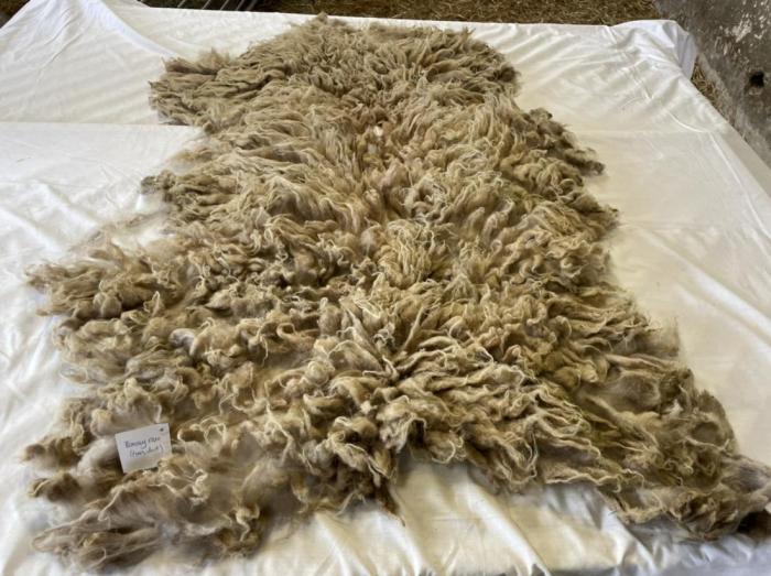 2022 Boreray Shearling Fleece from William