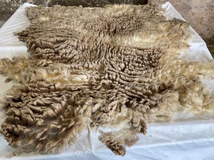 2022 Shetland Fleece from Winnie