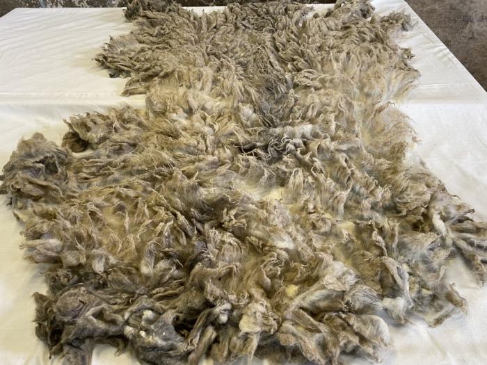 2022 North Ronaldsay Shearling Fleece