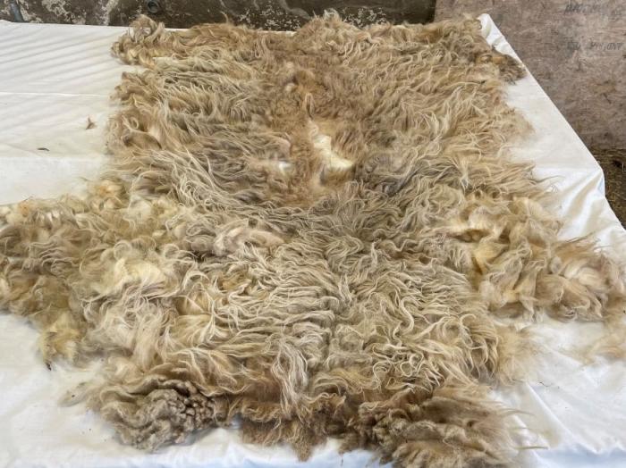 2022 Boreray Fleece from Kelly