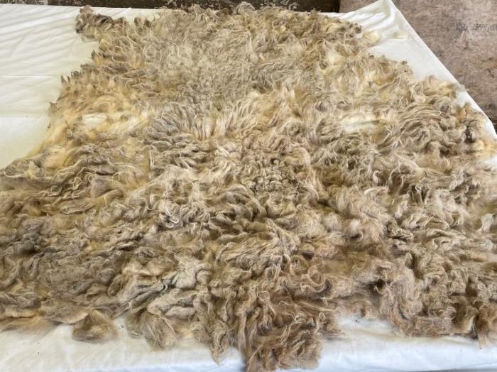 2022 Boreray Fleece from Dahila