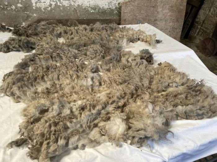2022 North Ronaldsay Fleece from Little Ronnie