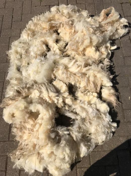 2022 Cheviot Shearling Fleece