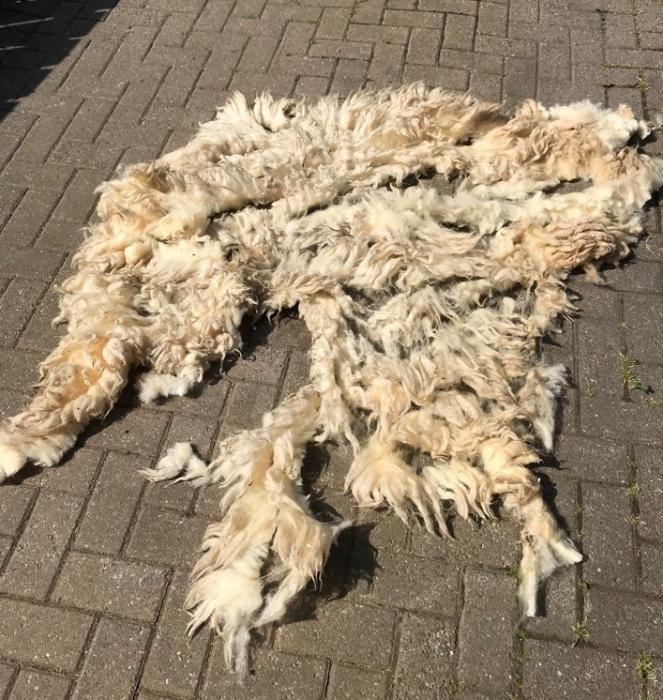 2022 Cheviot Shearling Fleece
