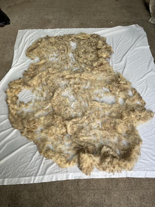 2022 Shetland &times; North Country Cheviot Fleece from Linda