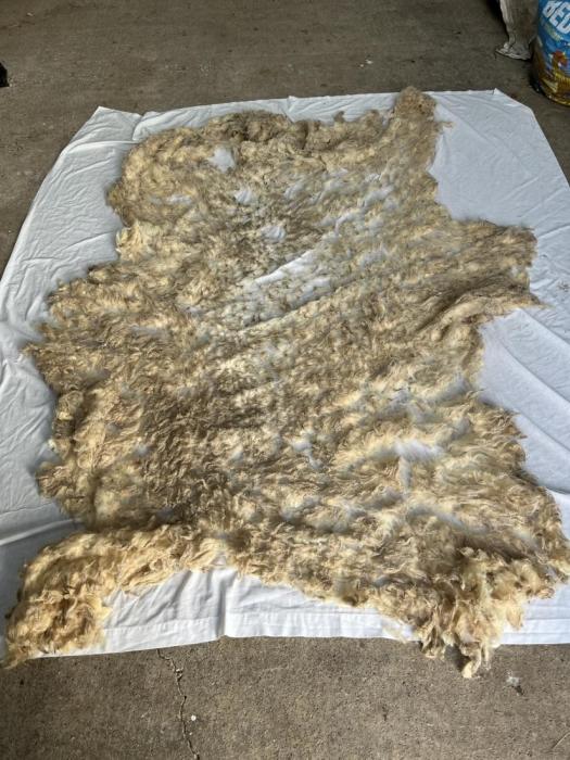 2022 Shetland Shearling Fleece from Newhall Lexi
