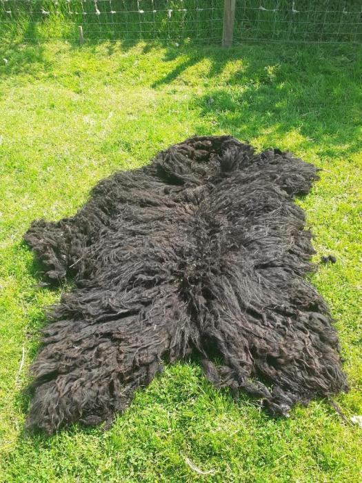 2023 Hebridean Shearling Fleece