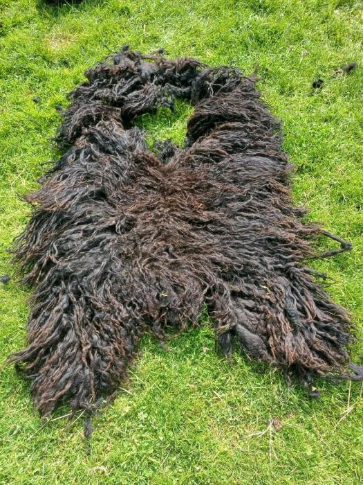 2023 Hebridean Shearling Fleece from Kestrel Nightingale