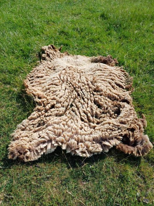 2023 Manx Loaghtan Shearling Fleece