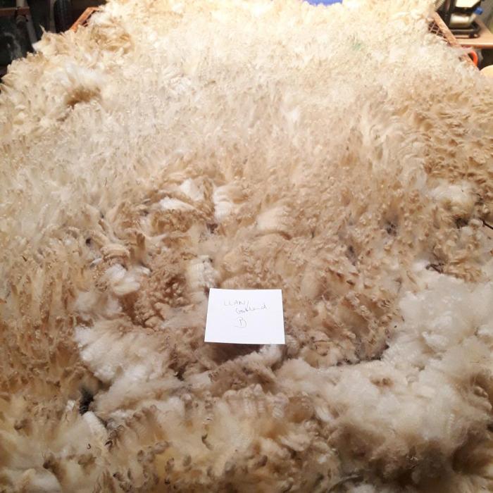 2023 Llanwenog  &times; Gotland Shearling Fleece from Bea
