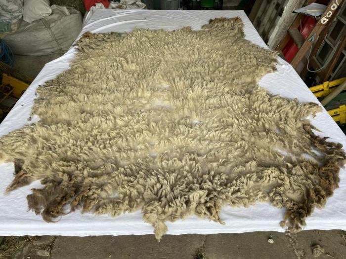 2023 Shetland Shearling Fleece from Flynn