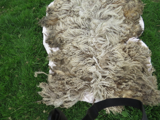 2023 Leicester Longwool Fleece from Enid