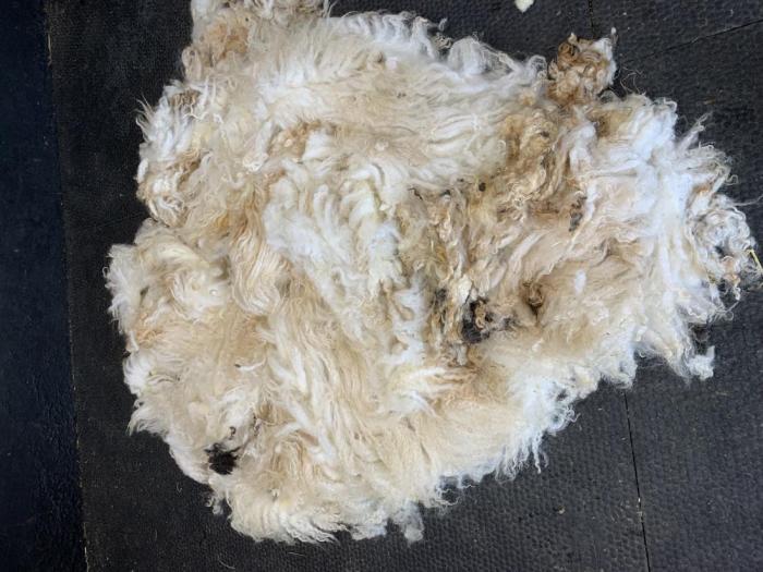 2023 Valais Blacknose Shearling Fleece from Cheshire Jesteena (Milly) (Washed)
