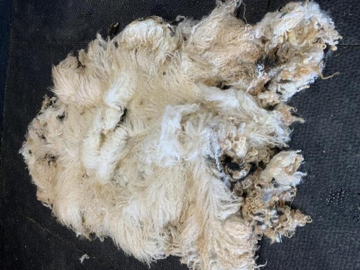 2023 Valais Blacknose Shearling Fleece from Cheshire Juliette (Tilly) (Washed)
