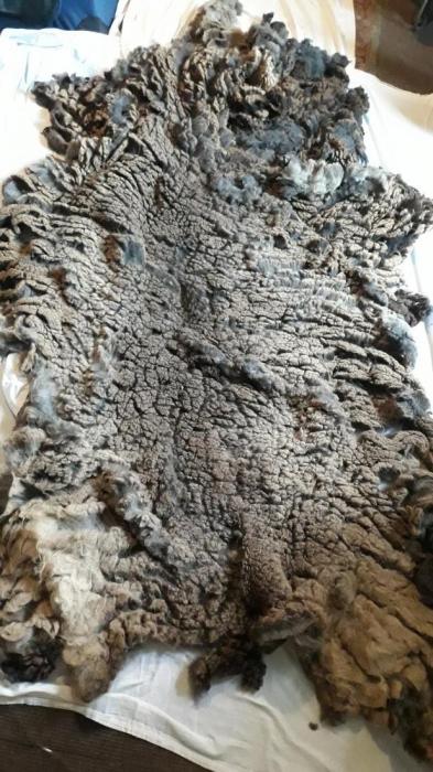 2020 Coloured Ryeland Fleece from Yazz