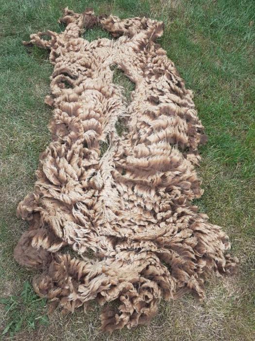 2020 Manx Loaghtan Shearling Fleece
