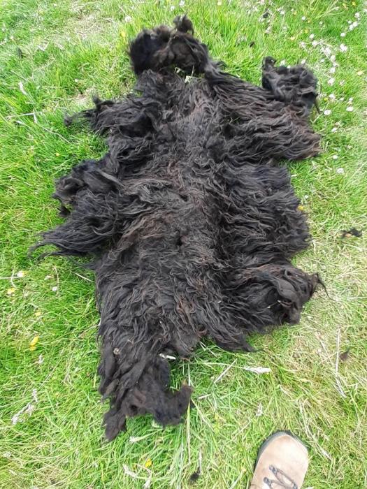 2020 Hebridean Shearling Fleece