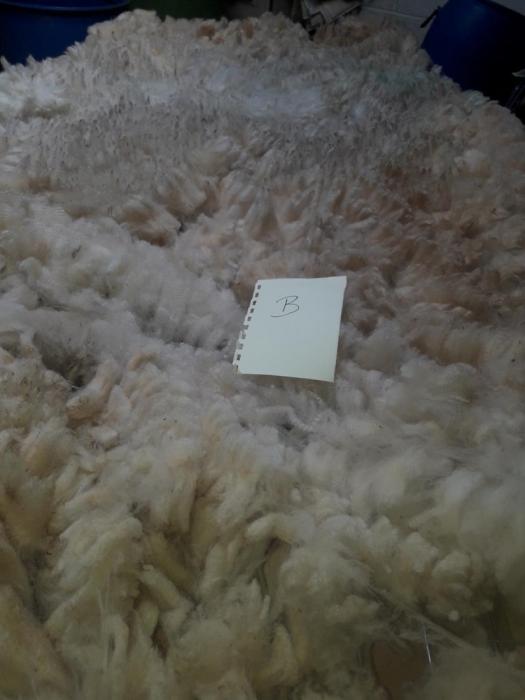 2020 Llanwenog Shearling Fleece from Benji