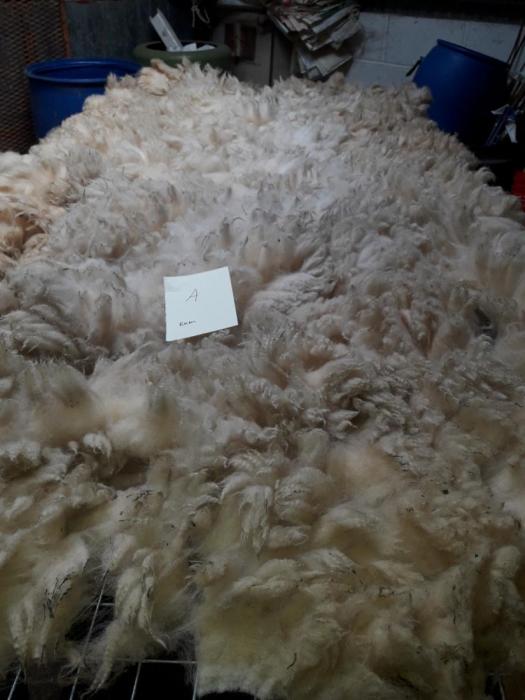 2020 Llanwenog Shearling Fleece from Beau