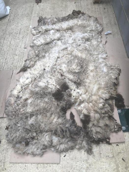 2020 Shetland Fleece